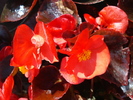 Begonia cerata semperflorens