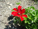 Red Geranium, muscata