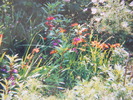 crocosmia,copacei,cosmos