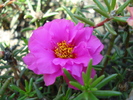 Portulaca, double pink
