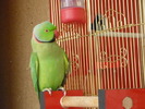 P1010417RORY