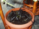 Ophiopogon Planiscapus Nigres