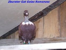 gatgolas1