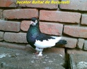jucbaltatdebuc1