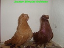 jucbimotatardelean1