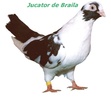 jucdebraila3