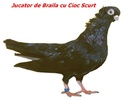 jucdebrailascurt1