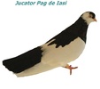 jucpagdeiasi2
