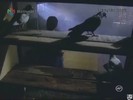 bscap174