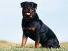 caine rottweiler