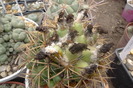 Coryphantha scolymoides