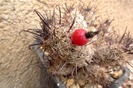 Mammillaria yakensis