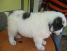 LORENA-6 sapt
