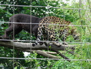 Jaguars (2009, June 27)
