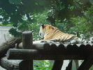 Tiger (2009, June 27)