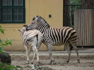 Zebras (2009, June 27)