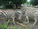 Zebras (2009, June 27)