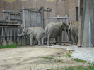 African Elephants (2009, June 27)