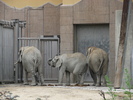 African Elephants (2009, June 27)