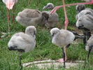 Flamingo Babies (2009, June 27)