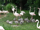 Flamingos (2009, June 27)