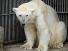 Polar Bear (2009, June 27)