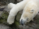 Polar Bear (2009, June 27)