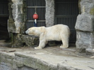 Polar Bear (2009, June 27)