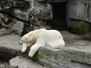 Polar Bear (2009, June 27)