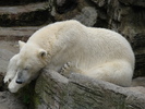 Polar Bear (2009, June 27)