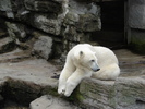 Polar Bear (2009, June 27)
