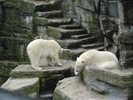 Polar Bears (2009, June 27)