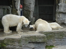 Polar Bears (2009, June 27)