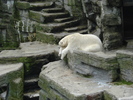 Polar Bear (2009, June 27)