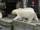 Polar Bears (2009, June 27)