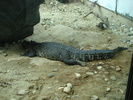 Nile Crocodile (2000, June 27)