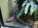 Giant Snake (2009, June 27)