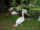 Dalmatian Pelican (2009, June 27)