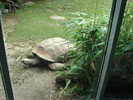 Giant Turtle (2009, June 27)