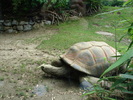 Giant Turtle (2009, June 27)