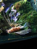Antennata Lionfish (2009, June 27)