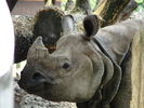 Rhinos (2009, June 27)