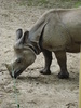 Rhinos (2009, June 27)