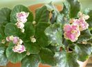 P.Rusalky si H.Sweetheart