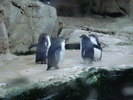 Penguins (2009, June 27)