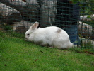 White Rabbit (2009, June 27)