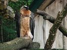 Bearded Vulture (2009, June 27)