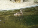 Mallard Duck_Female (2009, June 27)