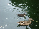 Mallard Duck_Female (2009, June 27)