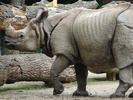 Rhino (2009, June 27)